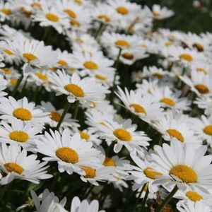 Meet your Posher, Jayla